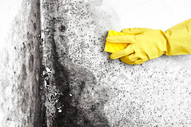 Best Industrial Mold Remediation in Fairmount, GA