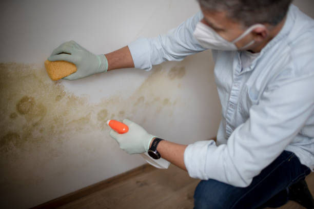 Best Mold Testing and Inspection Services in Fairmount, GA