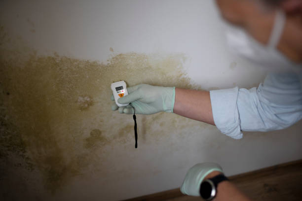 Best Localized Mold Remediation (e.g., coastal areas, humid climates) in Fairmount, GA