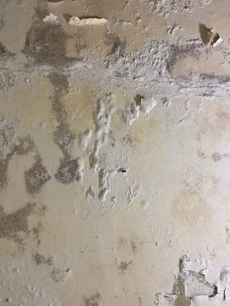 Best Residential Mold Remediation in Fairmount, GA