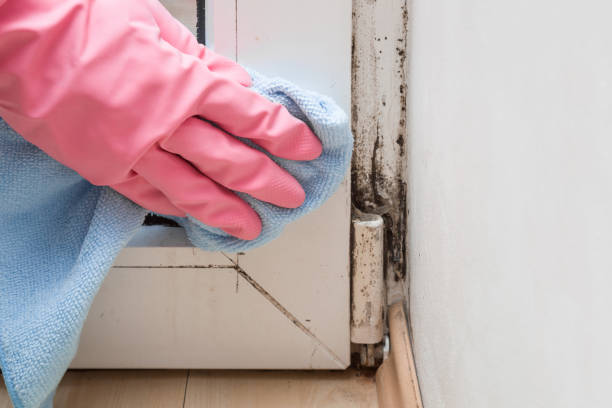 Best Residential Mold Remediation in Fairmount, GA