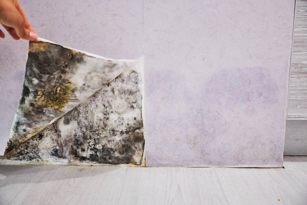 Best Black Mold Remediation in Fairmount, GA